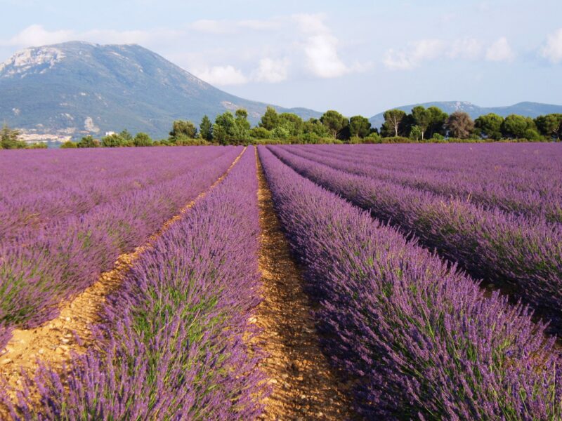 Lavande Provence